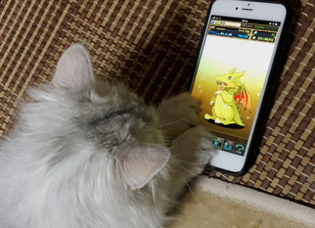 【パズドラ部】第697回:ゴッドフェス、困ったときは、猫引きだ!