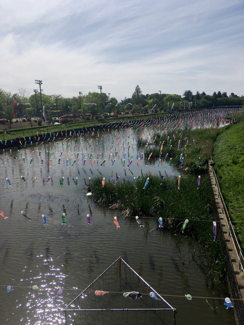 群馬の鯉のぼり1