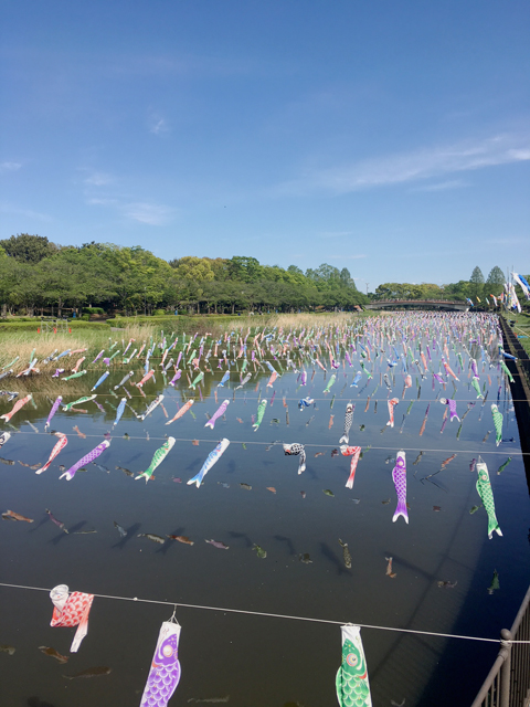 群馬の鯉のぼり2