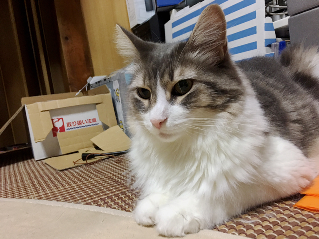 ノルウェージャンのルナ