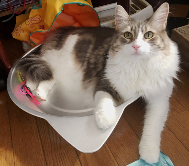 ノルウェージャンのるーさん