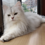 【逆鱗日和W】第48回:オトモアイルーで、愛猫を作れ!