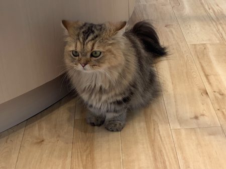【パズドラ部】第919回:イベントをハシゴしてヘロヘロになった1日