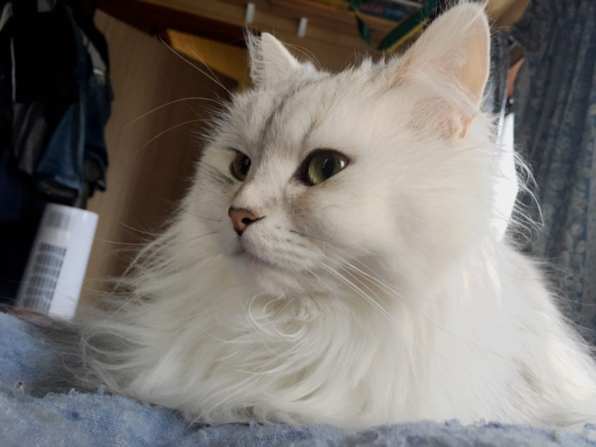 【パズドラ部】第939回:猫引き、リーリアを引き……寄せる?
